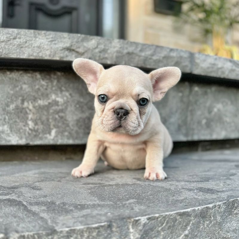 French Bulldog