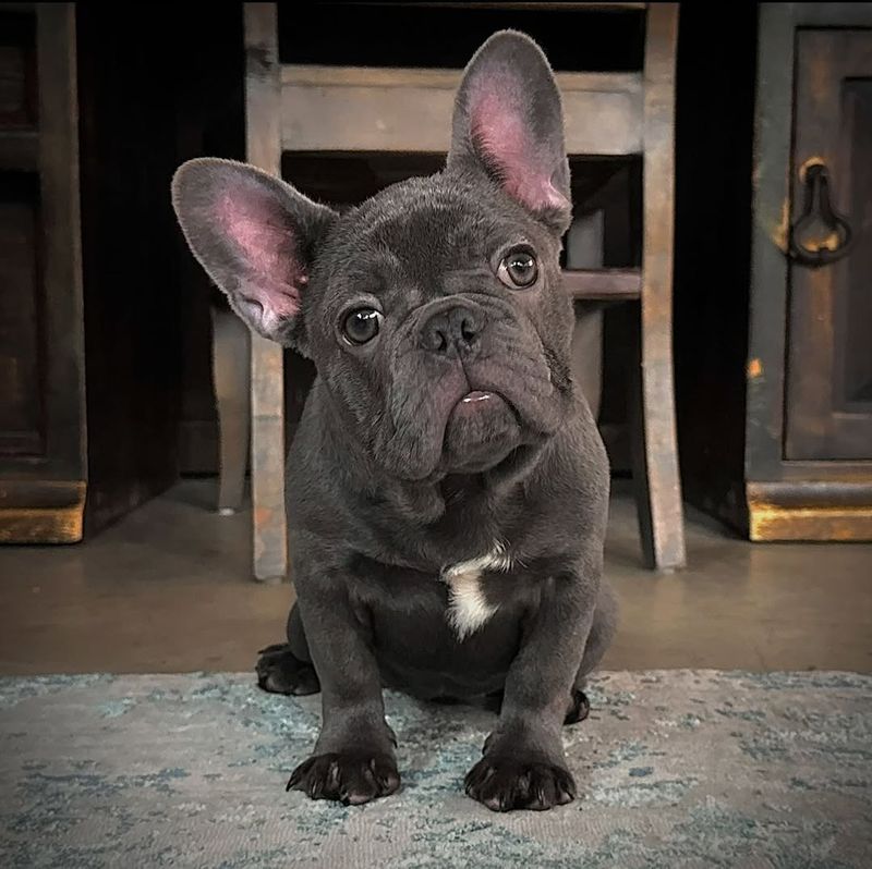 French Bulldog