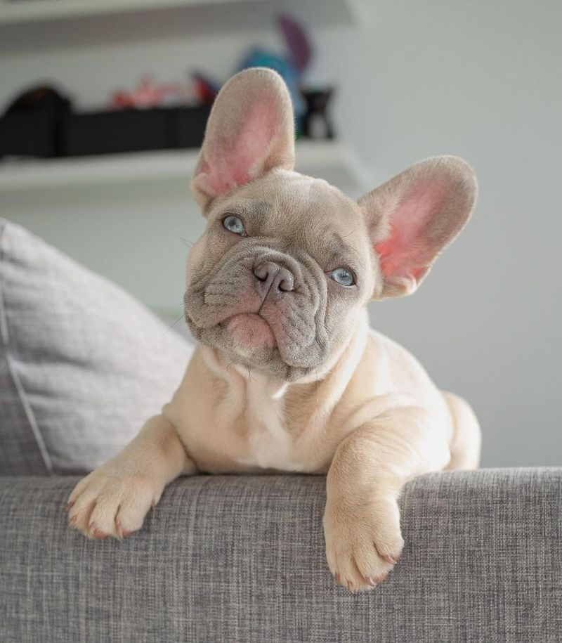 French Bulldog