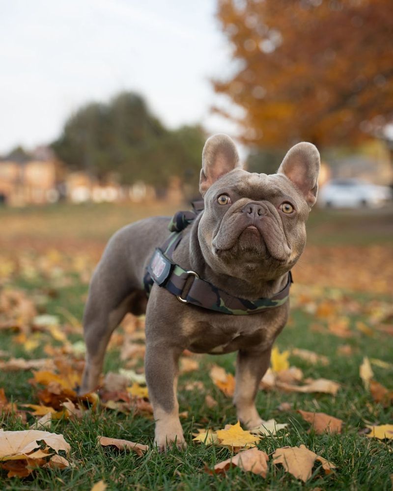 French Bulldog