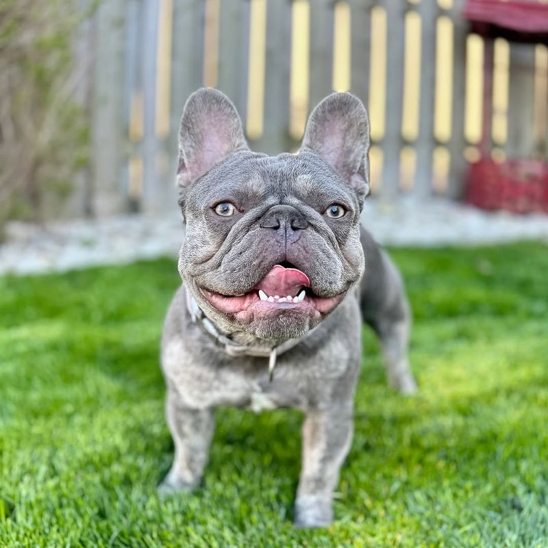 French Bulldog