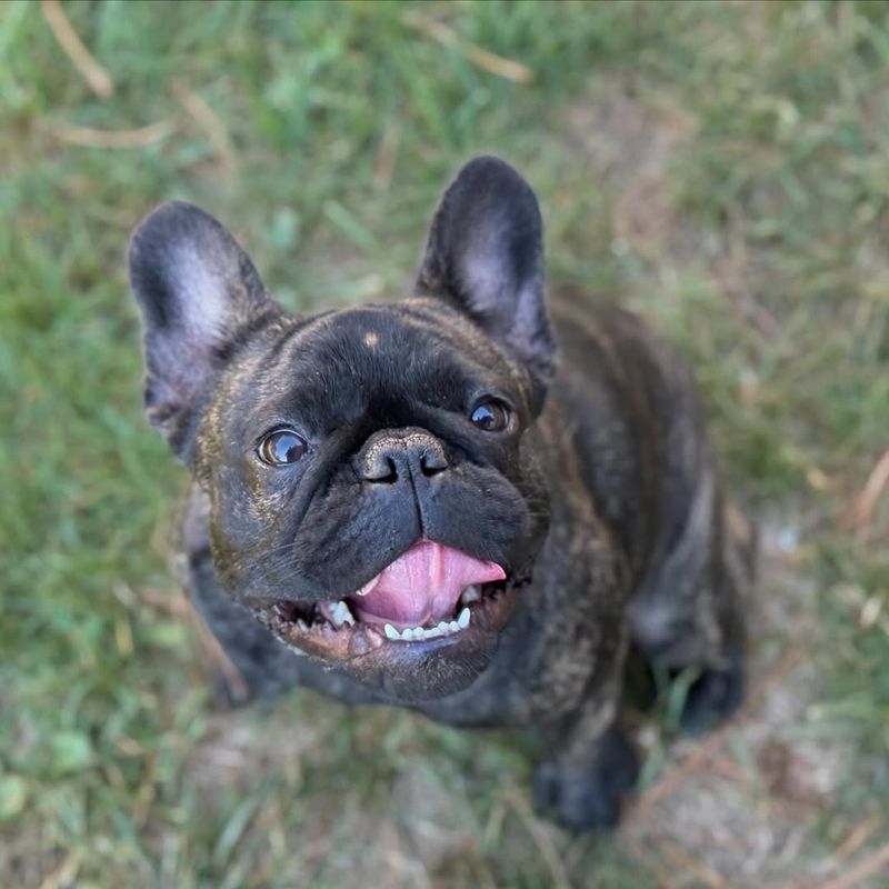 French Bulldog