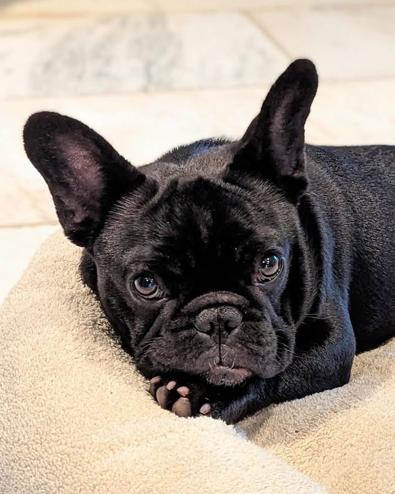 French Bulldog