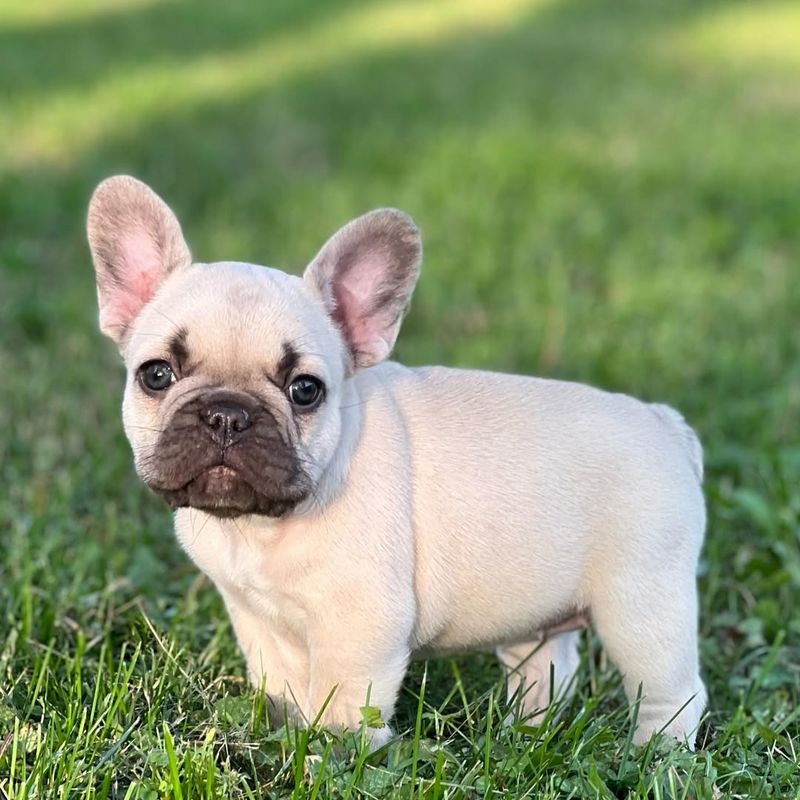 French Bulldog Puppy