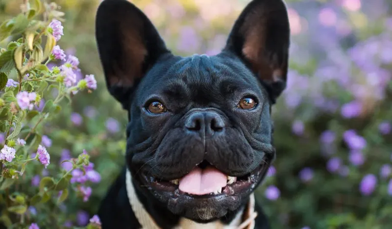 French Bulldog