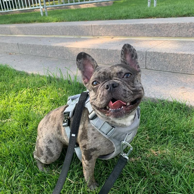 Frenchton