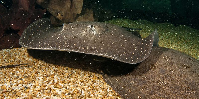 Freshwater Stingrays