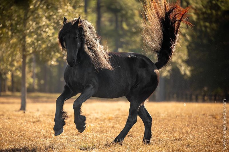 Friesian