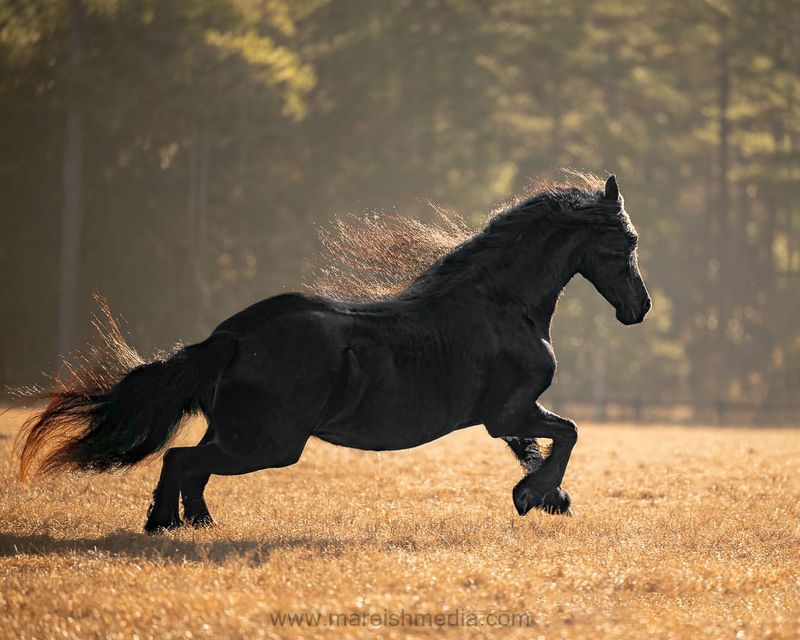 Friesian