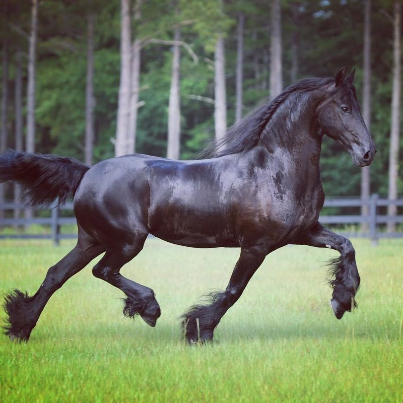 Friesian