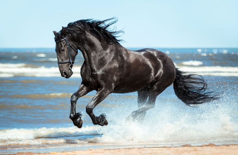 Friesian