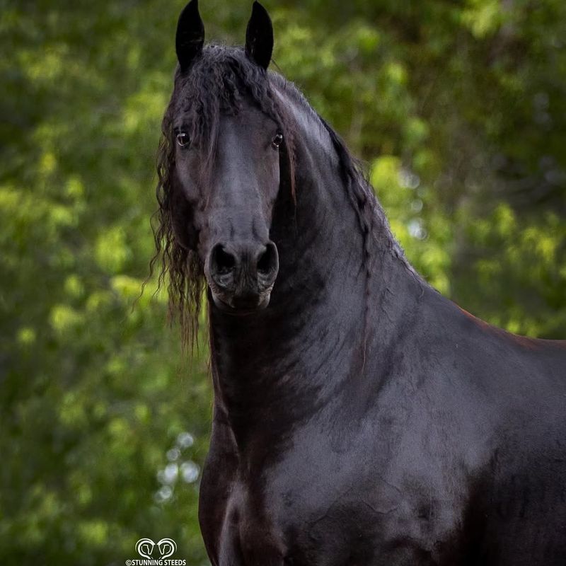 Friesian