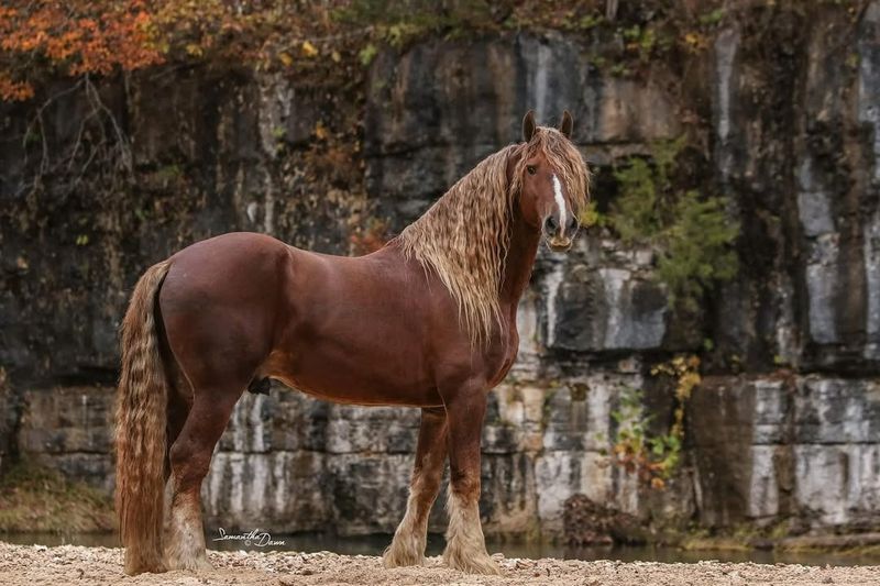 Friesian Horse