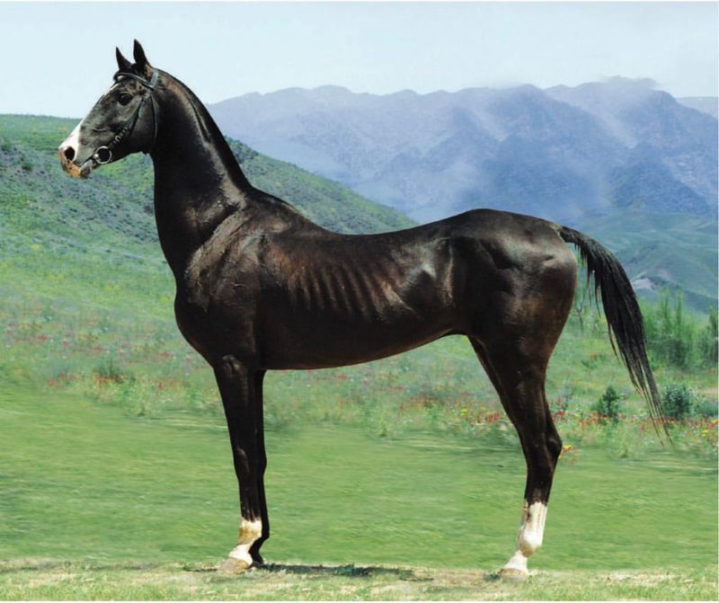 Akhal-Teke