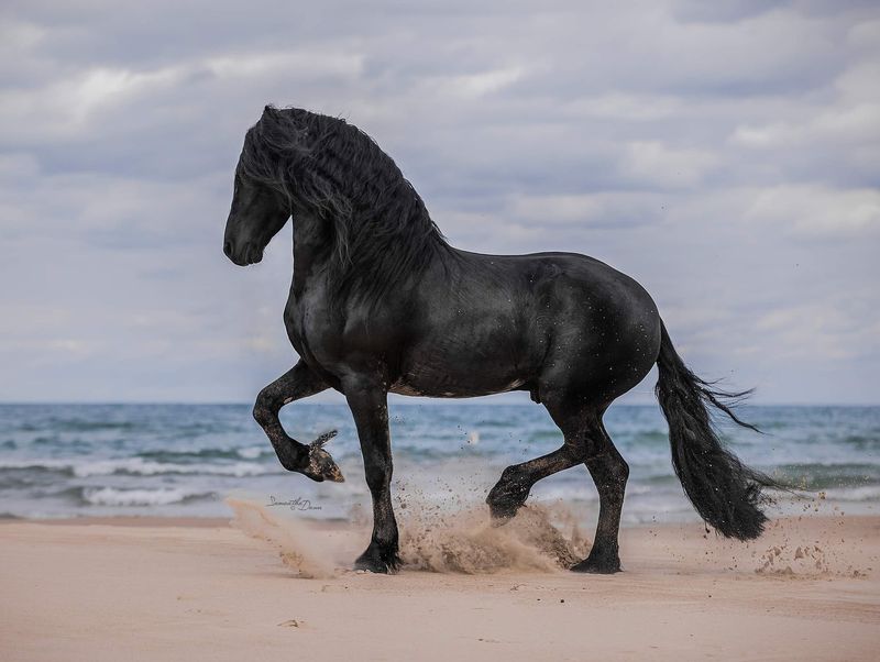 Friesian Horse