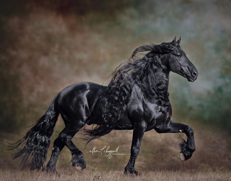 Friesian