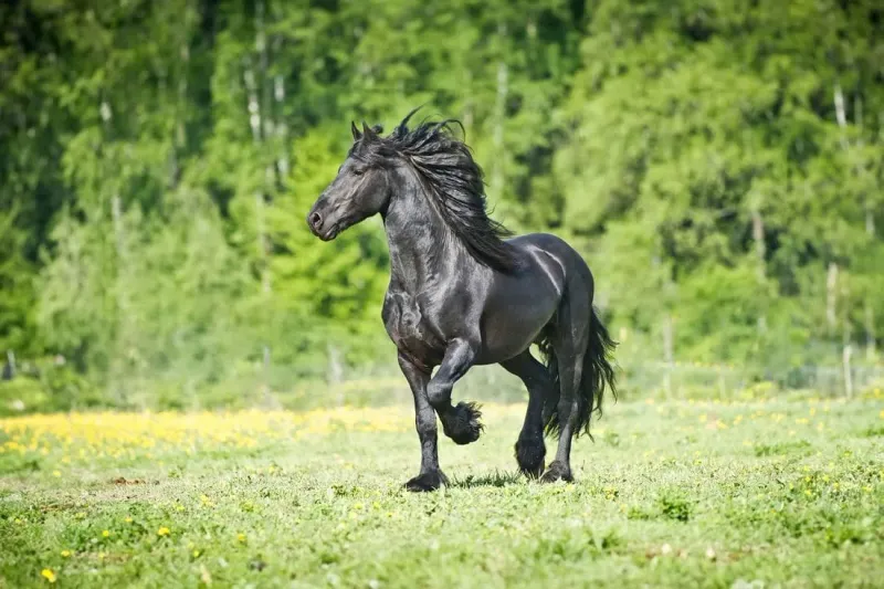 Friesian