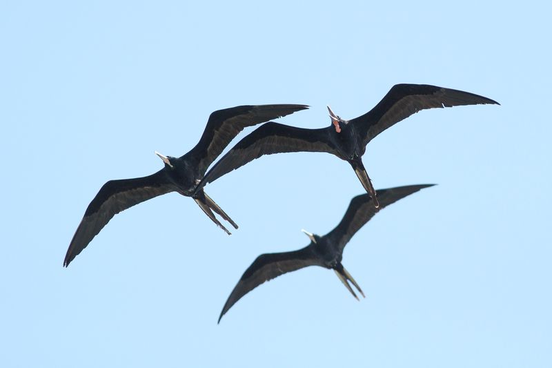 Frigatebird