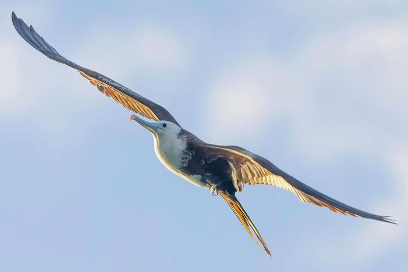 Frigatebirds