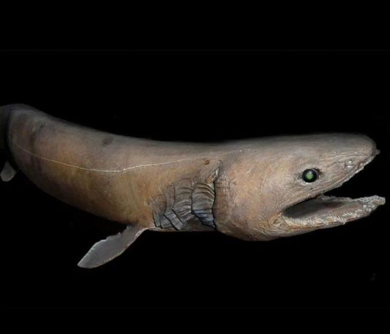 Frilled Shark