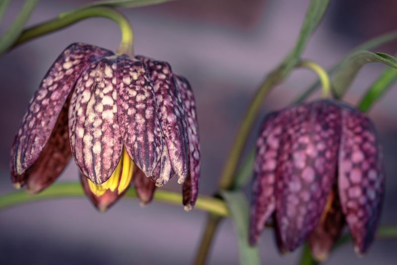 Fritillaries