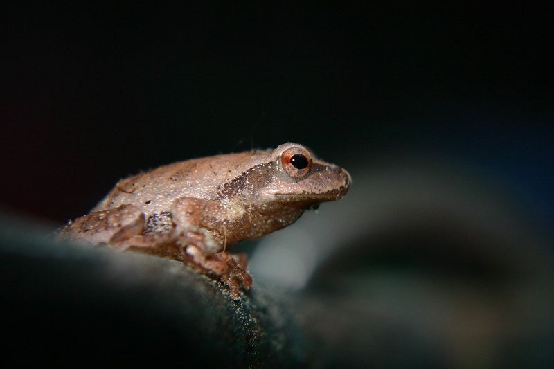 Frog's Incredible Jumping Ability