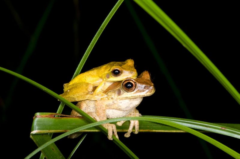 Frog's Ability to Change Color