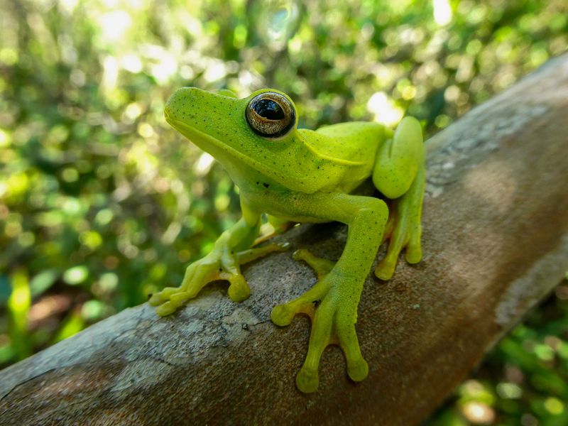 Frog's Sensory Adaptations