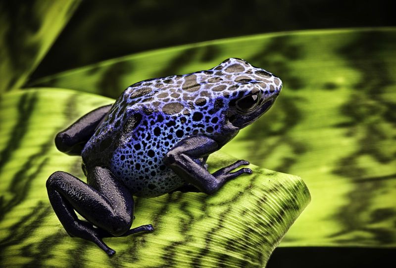 Frog Communication Through Vibrations