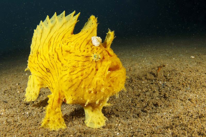 Frogfish