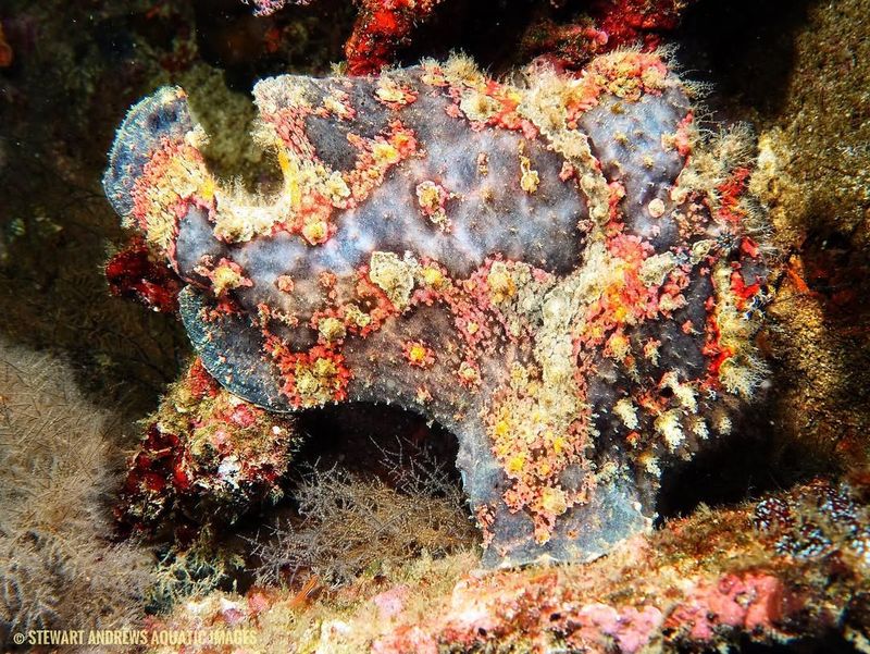 Frogfish