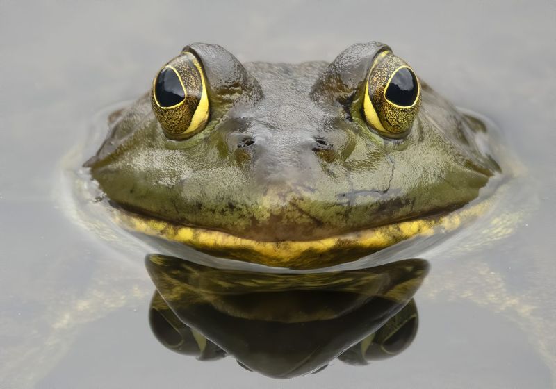 Frogs' Role in Ecosystem Balance