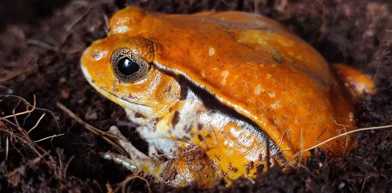 Frogs' Unique Skin Secretions