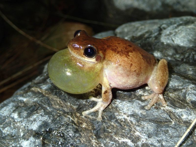 Frogs' Extraordinary Vocal Abilities