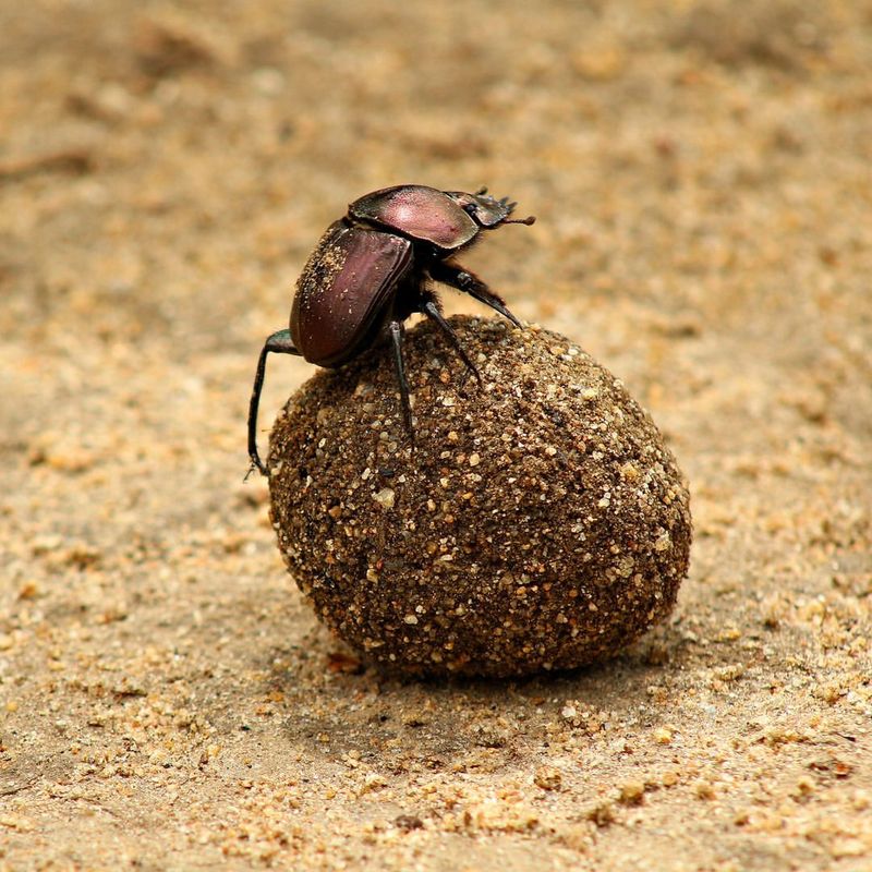 Dung Beetles