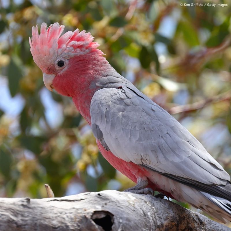 Galah Cockatoo