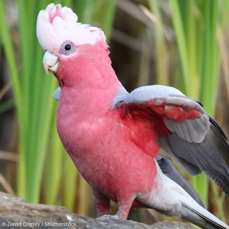 Galah