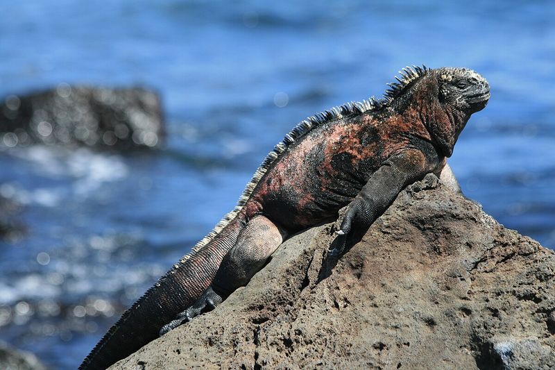 Galápagos Islands, Ecuador