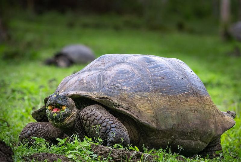 Galápagos Tortoise