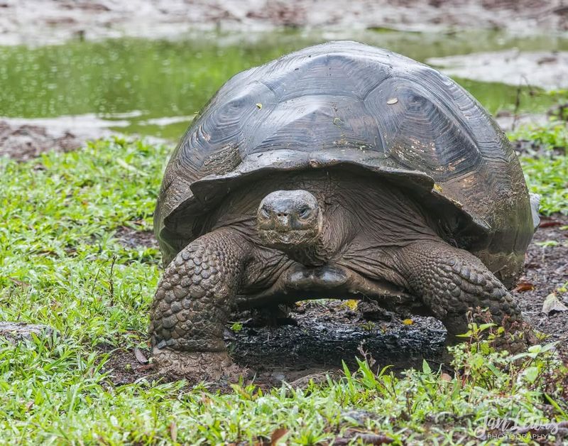 Galapagos Tortoise