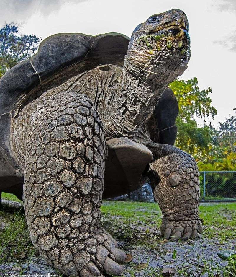 Galápagos Tortoise