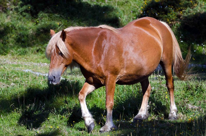 Galician Pony