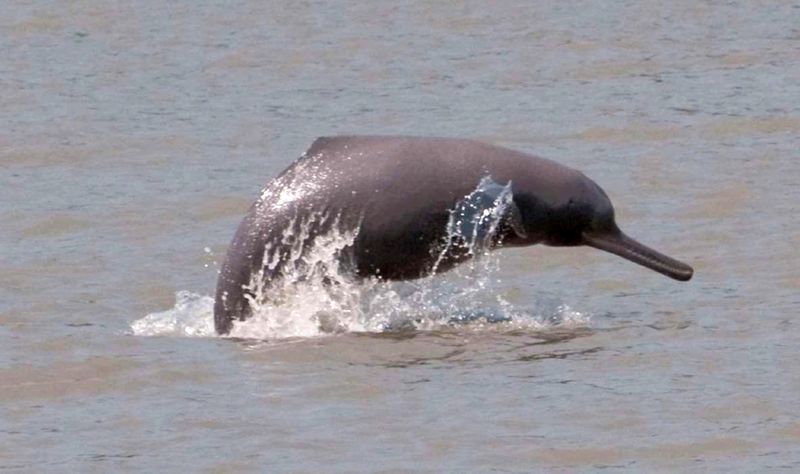 Ganges River Dolphin