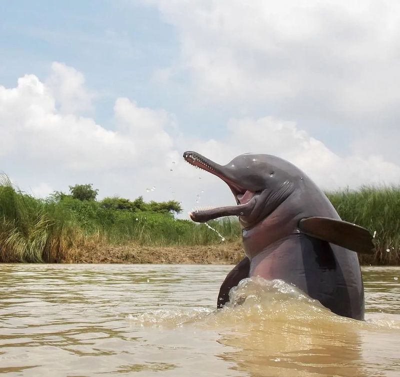 Ganges River Dolphin