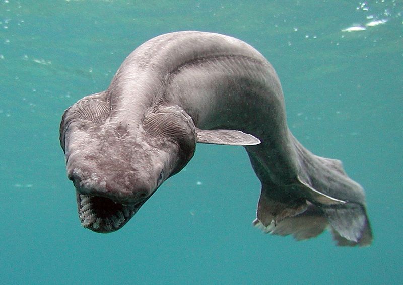 Ganges Shark