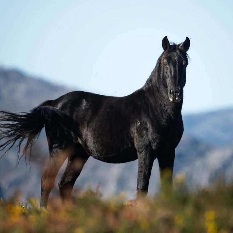 Garrano Horse of Portugal