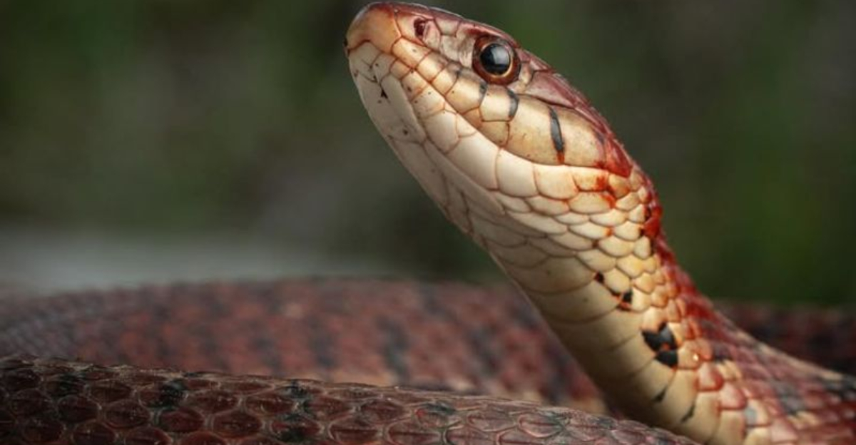 Garter Snake VS. Copperhead: 10 Key Differences Between These Commonly Seen Snakes