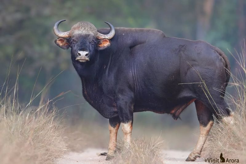 Gaur