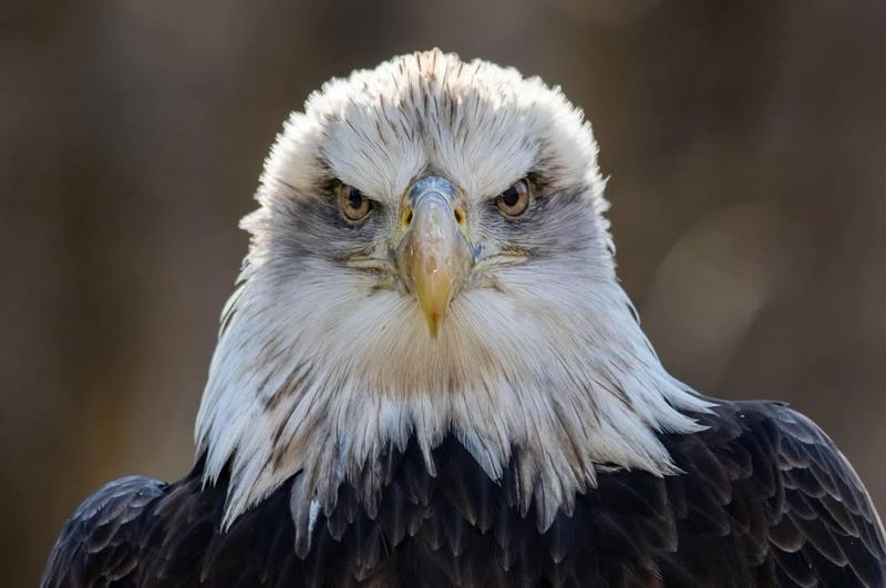 Bald Eagle – Vision