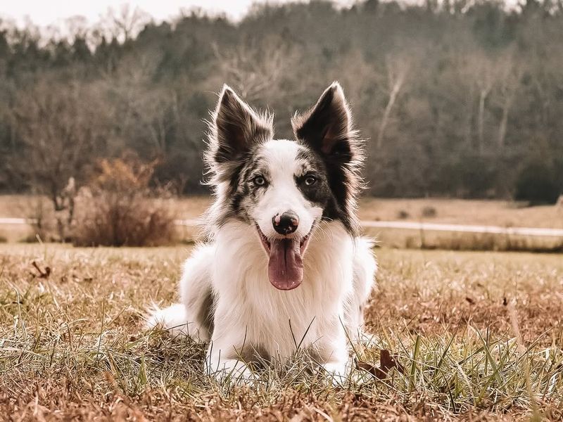 Gemini: Border Collie